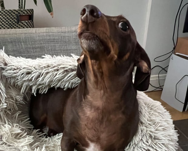 Willow in a fluffy blanket
