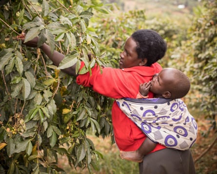 An African mother carries her baby as she harvests coffee on a farm in Uganda.
