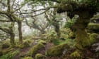 Britain’s vanishing rainforests must be protected, say campaigners