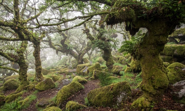 Wistman's Wood in Dartmoor, Devon. Some 73% of England’s temperate rainforests are not protected.