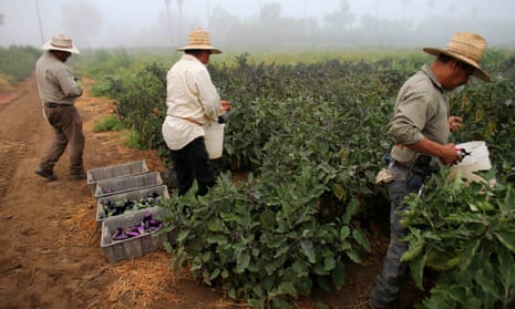 Farm workers pick eggplant in the early morning fog on a farm in Rancho Santa Fe, California. It’s the first state to introduce time-and-a-half pay for farm workers after eight hours of work a day, or 40 hours a week.