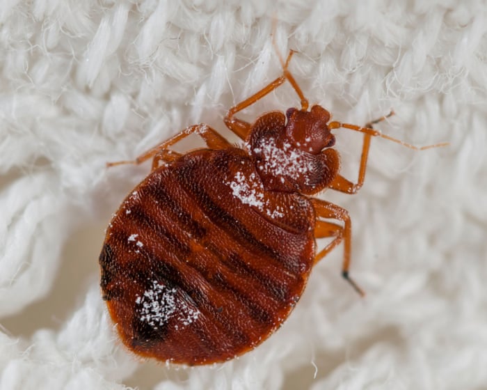 Booking.com ignored me after my bedbug nightmare