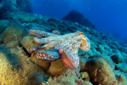 An octopus underwater