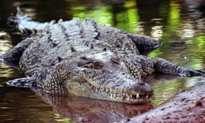 A saltwater crocodile.