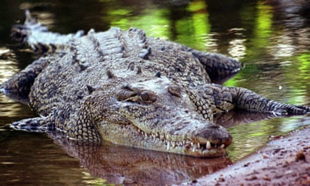 Fatal Crocodile Attack On Woman In Queensland Revives Calls To Allow Hunt Australia News The Guardian