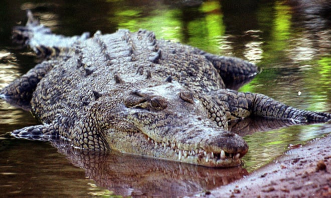 Northern Territory’s growing saltwater crocodile population gorging on nine times more prey than 50 years ago Northern Territory’s growing saltwater crocodile population gorging on nine times more prey than 50 years ago