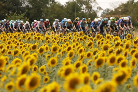 The pack heads out through the sunflower fields