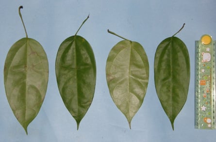 Four leaves lined up next to a kids’ ruler.