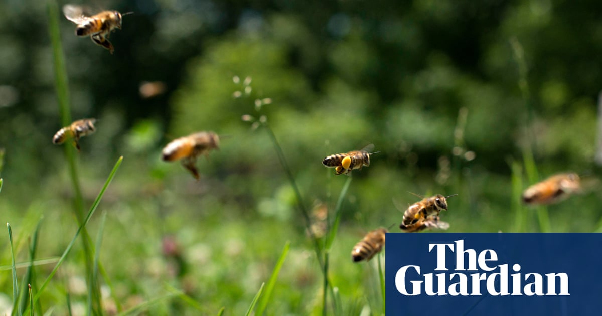 Bee-harming pesticides exported from EU after ban on outdoor use