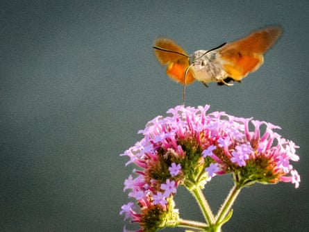 A hawk-moth with orange, yellow, and black wings hovers mid-flight with extended proboscis near buddleia flowers