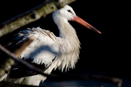 A lone white stork in profile