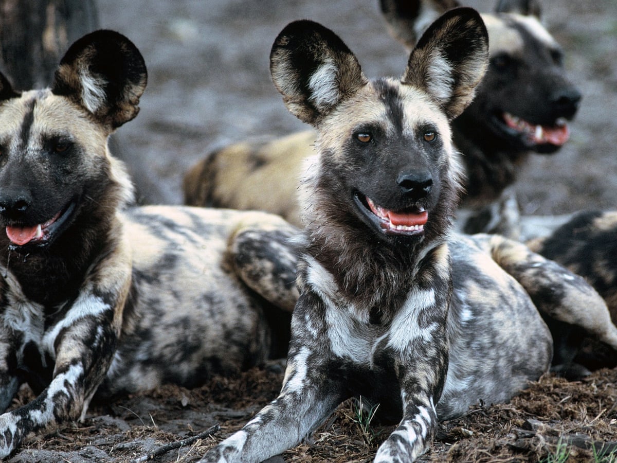 African wild dogs kill 16 animals at West Midlands safari park | UK news |  The Guardian