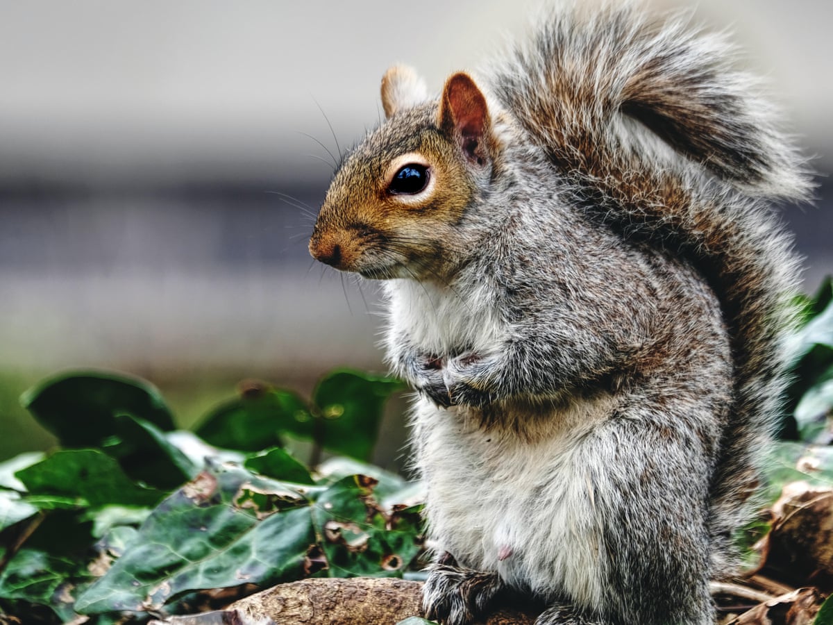 View to a cull: is grey squirrel the ultimate sustainable meat? | Food |  The Guardian
