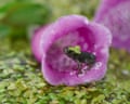 A common toadlet in a foxglove flower.