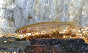 The Shaw Galaxias, which has been given an 80% chance of being extinct within 20 years.