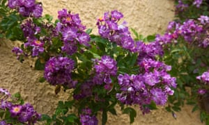 Rosas: 'Este es el mejor momento para mirar, oler y caer en amor con ellos' 4 Rose ‘Veilchenblau’.