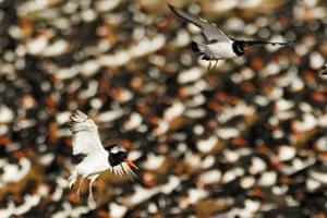 Thousands of oystercatchers rest on a lagoon at high tide next to The Wash in Snettisham, Norfolk. Tens of thousands of wading birds gather from late summer through early winter to feed on the mudflats of the shallow bay known as The Wash near Snettisham. During high tides the ‘whirling waders’ take to the air in large numbers, offering a dazzling display as the flocking birds roost along the estuary’s waterline and wait for the tide to recede, revealing their feeding ground once more