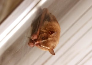 A light-brown bat hangs upside down from white eaves
