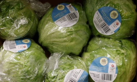 Iceberg lettuces