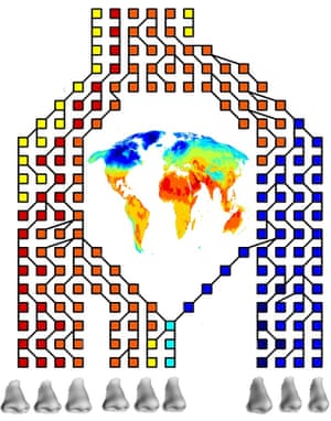 Blue boxes represent alleles for narrower nares while red boxes represent alleles for wider nares. Colours in between represent intermediate phenotypes. The colour scale represents climatic variation in temperature and humidity, to show that narrower nares are favoured in cool-dry climates while wider nares are favoured in hot-humid climates.