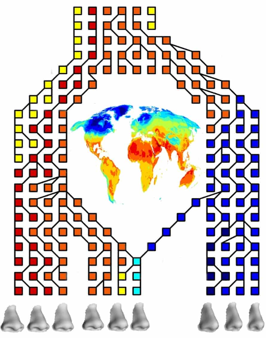 Blue boxes represent alleles for narrower nares while red boxes represent alleles for wider nares. Colours in between represent intermediate phenotypes. The colour scale represents climatic variation in temperature and humidity, to show that narrower nares are favoured in cool-dry climates while wider nares are favoured in hot-humid climates.