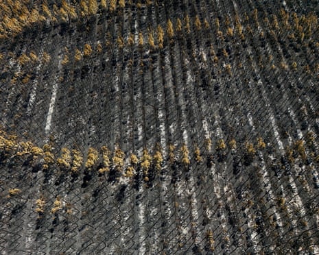 A drone view shows burnt trees in a forest affected by a wildfire, in Biscarrosse, Landes department, France.