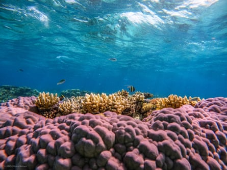 Great Barrier Reef: how a spectacular coral spawning event is helping ...