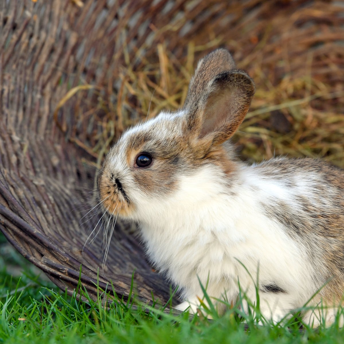 Get Burying Pet Rabbits In Gardens Could Spread Deadly Virus Vets Free HD Get Wallpaper Burying Pet Rabbits In Gardens Could Spread Deadly Virus Vets For Free