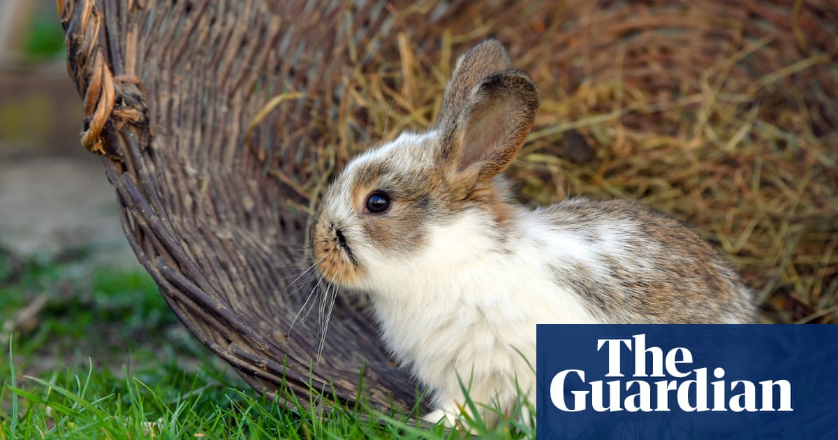 Burying pet rabbits in gardens could spread deadly virus, vets warn