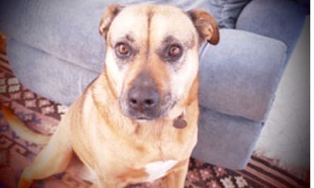 Robert Dessaix’s dog, Polly, in front of the couch.