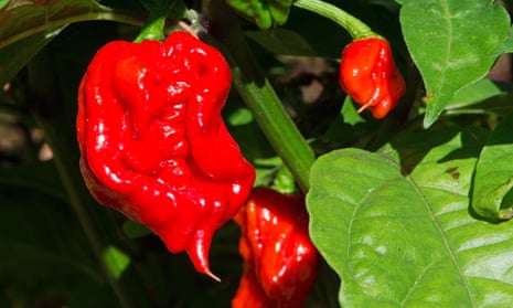 Carolina Reapers, formerly the world’s hottest chilli peppers.