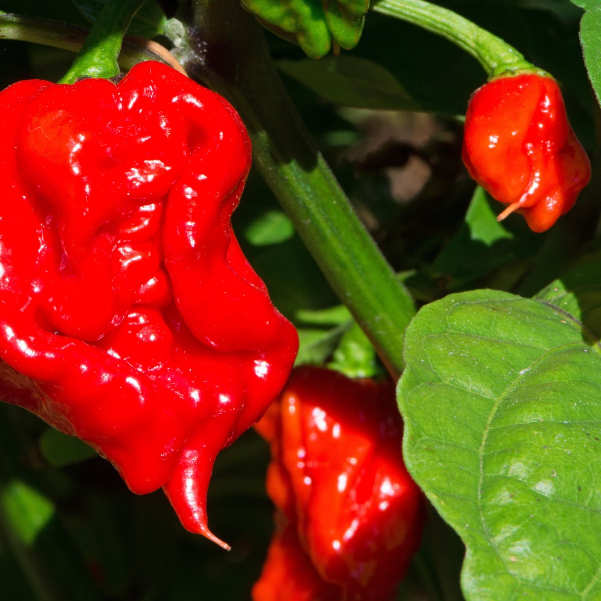 Man Eats World S Hottest Chilli Pepper And Ends Up In Hospital Science The Guardian Man Eats World S Hottest Chilli Pepper And Ends Up In Hospital Science The Guardian