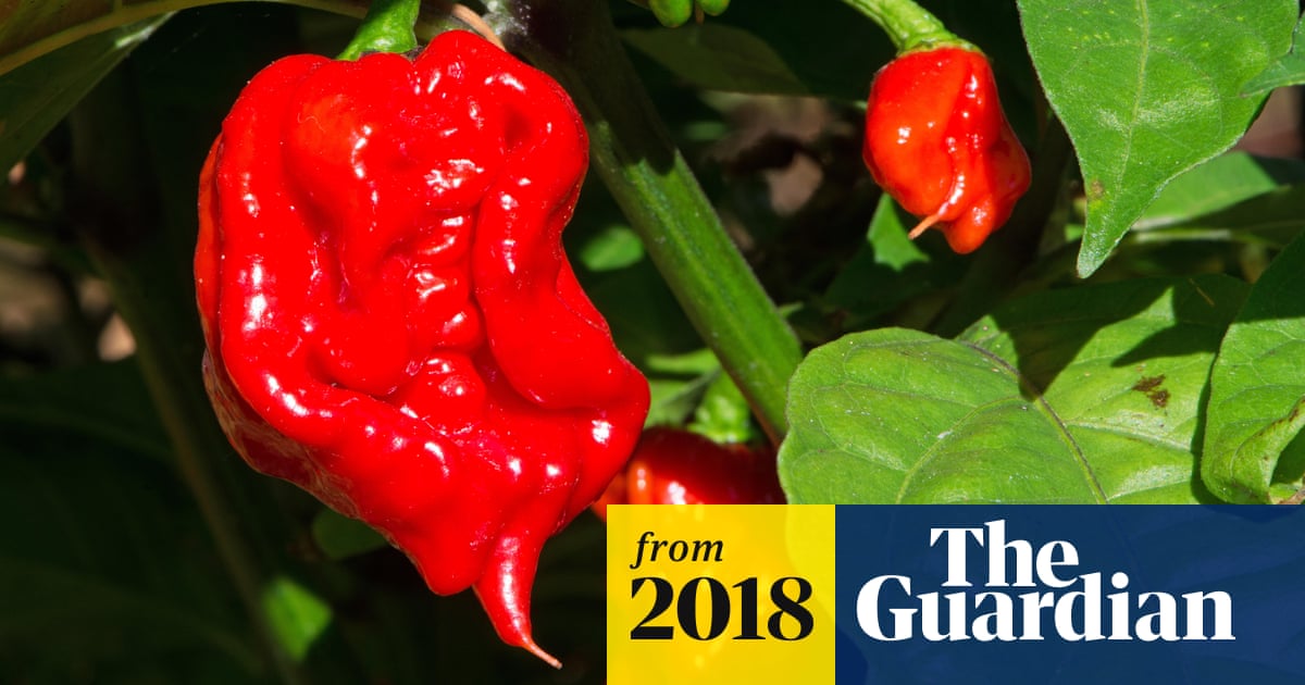 Man Eats World S Hottest Chilli Pepper And Ends Up In Hospital Science The Guardian Man Eats World S Hottest Chilli Pepper And Ends Up In Hospital Science The Guardian