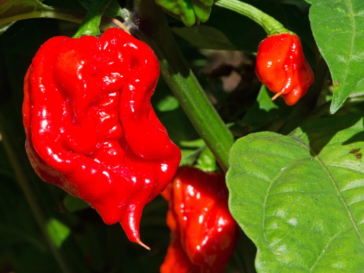 Man Eats World S Hottest Chilli Pepper And Ends Up In Hospital Science The Guardian Man Eats World S Hottest Chilli Pepper And Ends Up In Hospital Science The Guardian