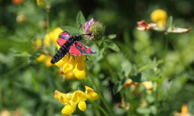 A six-spot Burnet moth sits on flowers