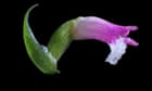 Japan’s most familiar orchid is found to have near-identical cousin