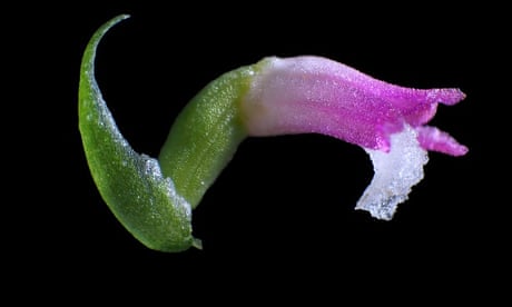 Japan’s most familiar orchid is found to have near-identical cousin