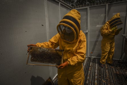 people in beekeeping suits