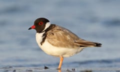 hooded plover