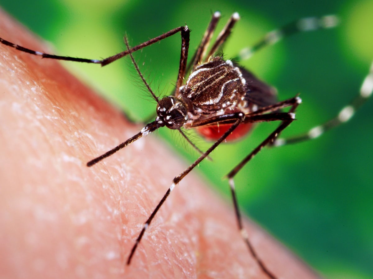 More mosquito species may evolve to bite humans, scientists warn | Insects  | The Guardian