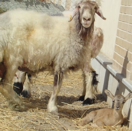 Domestic sheep with the newborn mouflon