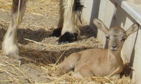Baby mouflon