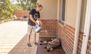 man pours water on kangaroo
