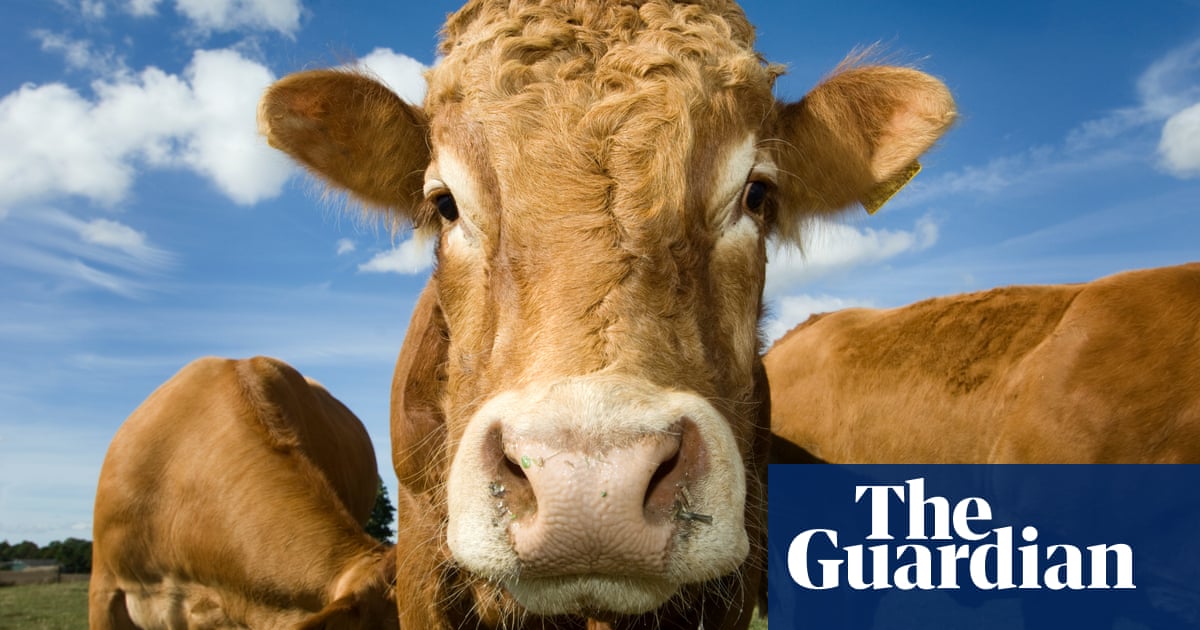 UN livestock emissions report seriously distorted our work, say experts | Climate crisis