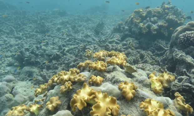 Coral on reefs around Lizard Island on the Great Barrier Reef after the worst mass bleaching event in recorded history