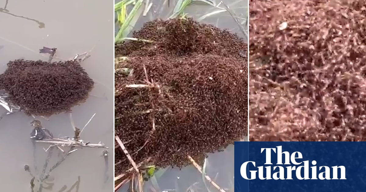 Invasive Fire Ants Rafting Amid Flooding in Queensland