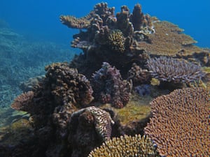It is hard to imagine however how a bleached or dead reef could host such biodiversity, an alarming thought given the back-to-back global bleaching events of 2016 and 2017. Heron Reef along with other reefs in the southernmost section of the Great Barrier Reef may have escaped the bleaching that hit the warmer northern section this time round, but how well-armed these reefs are against intensifying climate change and other anthropogenic pressures is questionable.
