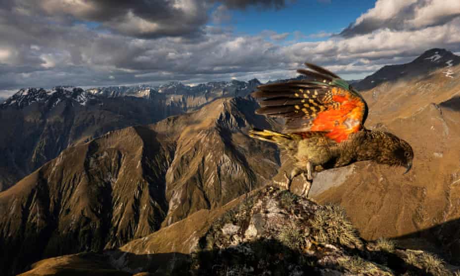 The endangered kea is the world’s only alpine parrot, and one of the most intelligent birds