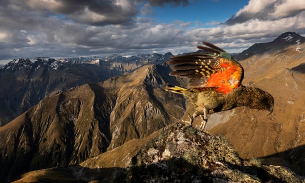alpine parrot World’s only alpine parrot,New Zealand’s kea ,Michael Knapp,harbouchanews