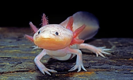 Pink and white otherworldly-looking amphibian with four legs and a sort of pink crest.